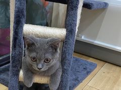 -喵zoo家庭繁育猫舍(尖东智能花园店)