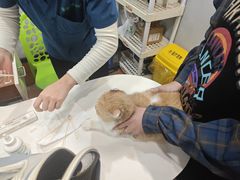 -瑞派动物医院·绝育·犬猫全科·预防医学(光景江南中店)