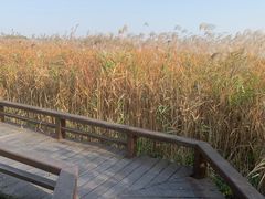 -宁波杭州湾国家湿地公园
