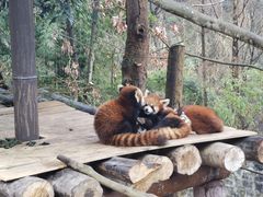 -都江堰中华大熊猫苑
