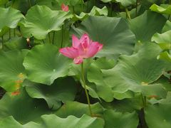 -浙江西子宾馆·牡丹厅