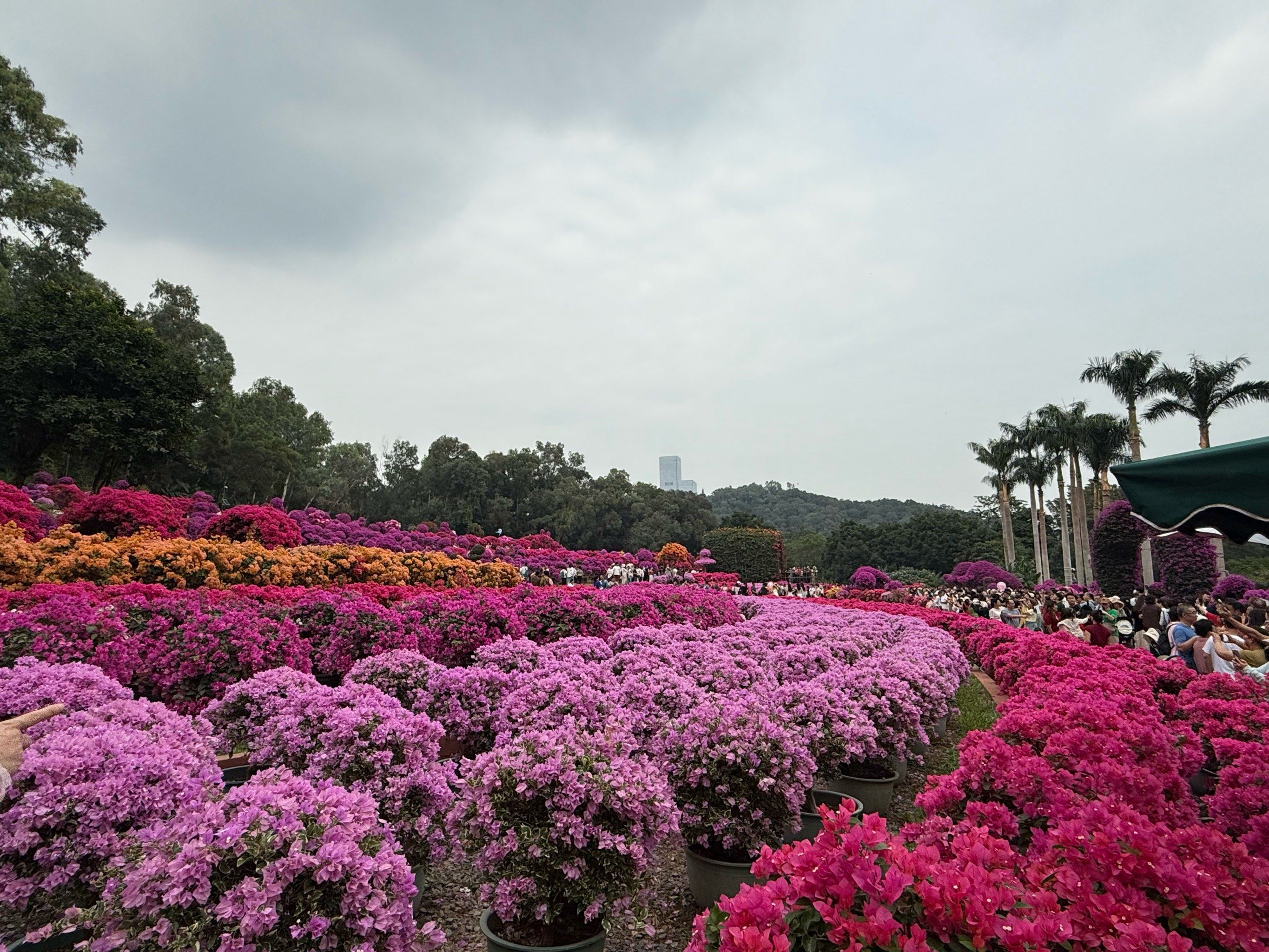 百花争艳的小世界深圳杜鹃花展