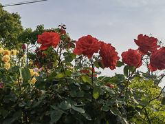 -上海都市菜园