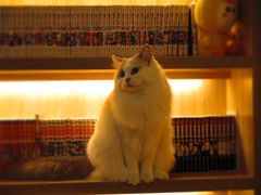 -滚猫咖啡·猫咖·猫友好撸猫(未来城店)