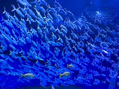 -海合安武汉极地海洋公园