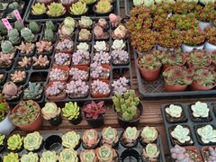 -金陵花卉交易市场