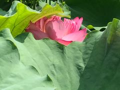 -陈家山荷花公园