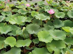 -大兴滨河森林公园