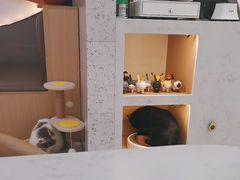 -喵园·猫主题咖啡厅·撸猫·猫咖(国贸店)