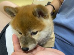 -逗柴咖啡屋·狗咖猫咖宠物桌游