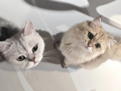 -豆逗聊愈猫阁Easy Life