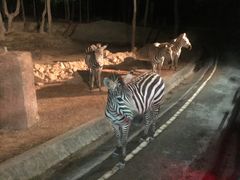 -清迈夜间动物园