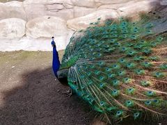 -哈尔滨北方森林动物园