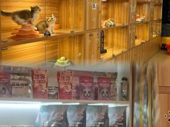 -猫十亿·布偶金渐层·曼基康矮脚猫舍(青年路店)