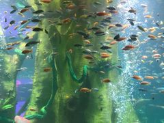 -合肥海洋世界