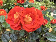 -徐家汇源景区-衡山公园