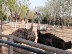 -大连森林动物园