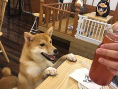 -豆柴町-柴犬主题狗咖(红鼎国际C座店)