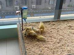 -怪兽屋·羊驼·猫咖·狗咖(俊华广场店)