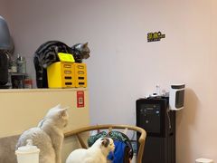 -猫咪派对(江南西店)