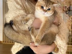 -南京Hallo宠物乐园·哈罗犬舍·柴犬繁育基地