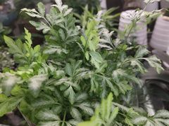 -金陵花卉交易市场