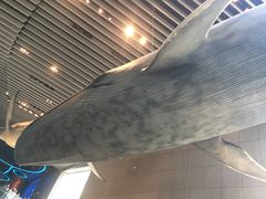 -自然博物馆新馆2楼餐厅