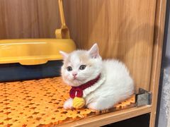 -欣宠猫屋·矮脚拿破仑·蓝金金渐层