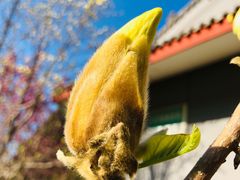 -北京九华山庄会展酒店