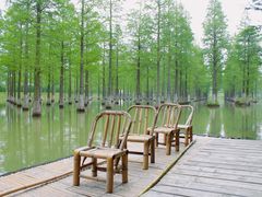 -泗洪洪泽湖湿地景区