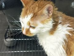 -PETKIT 小佩宠物·低压洗护·美容·寄养(安远店)