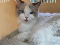 -北京恒爱动物医院(清景园分院)