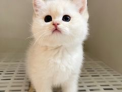 -lincat·猫舍(广州店)