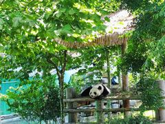 -西霞口神雕山野生动物世界