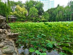 -莲湖公园