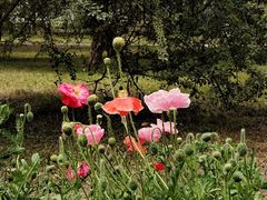 -国家植物园南园