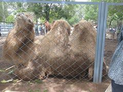 -长白岛森林公园