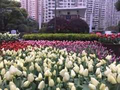-新湖明珠城