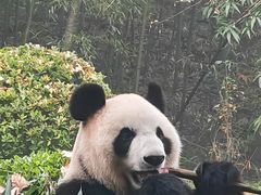 -都江堰中华大熊猫苑