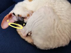 -Umiao与猫咖啡 猫咖