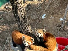 -大连森林动物园