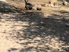 -青藏高原野生动物园