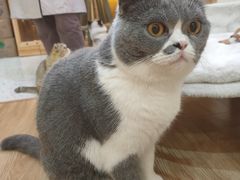 -滚猫咖啡·猫咖·猫友好撸猫(未来城店)