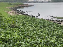 -深圳湾公园(南山区)