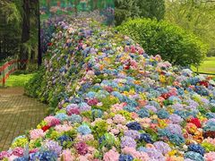 -上海共青森林公园