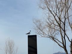 -野鸭湖国家湿地公园