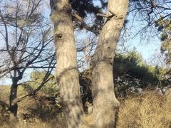 -北陵公园
