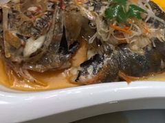 丹麦长寿鱼-席家花园(巨鹿花园店)