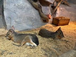 -Zoolung Zoolung动物主题公园(海信广场店)