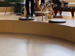 -飞行喵MR PILOT|猫舍·猫咖(静安大融城店)